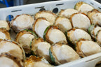 Frozen Green Lip Abalone
