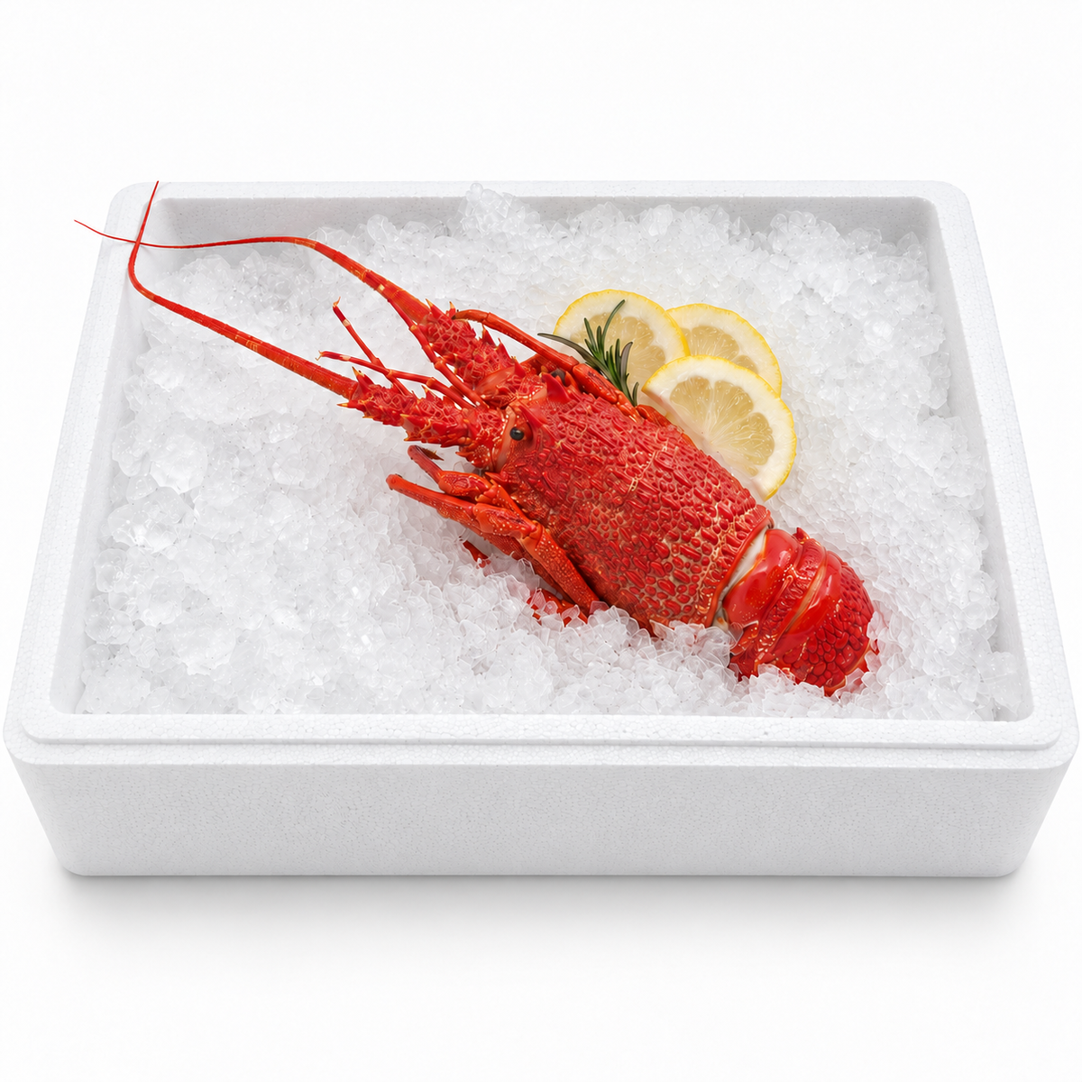 Cooked Lobster (Cup Day Pre-order)