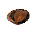 Black Lip Abalone