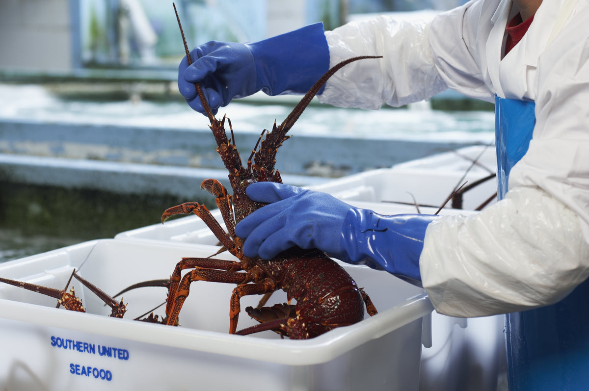 Live lobster